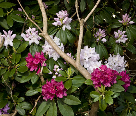 Rhododendron,Änggården