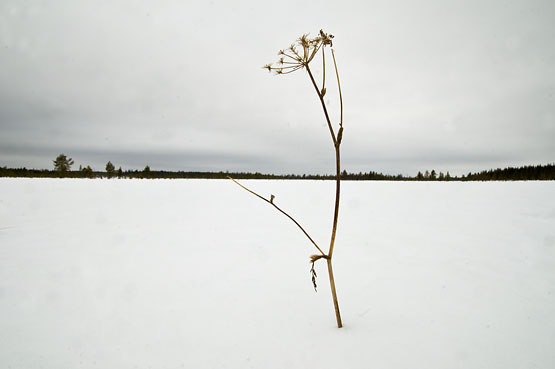 Lycksmyren,vinter