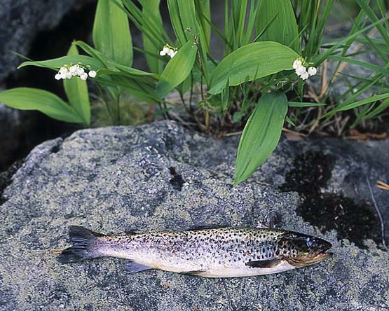 öring